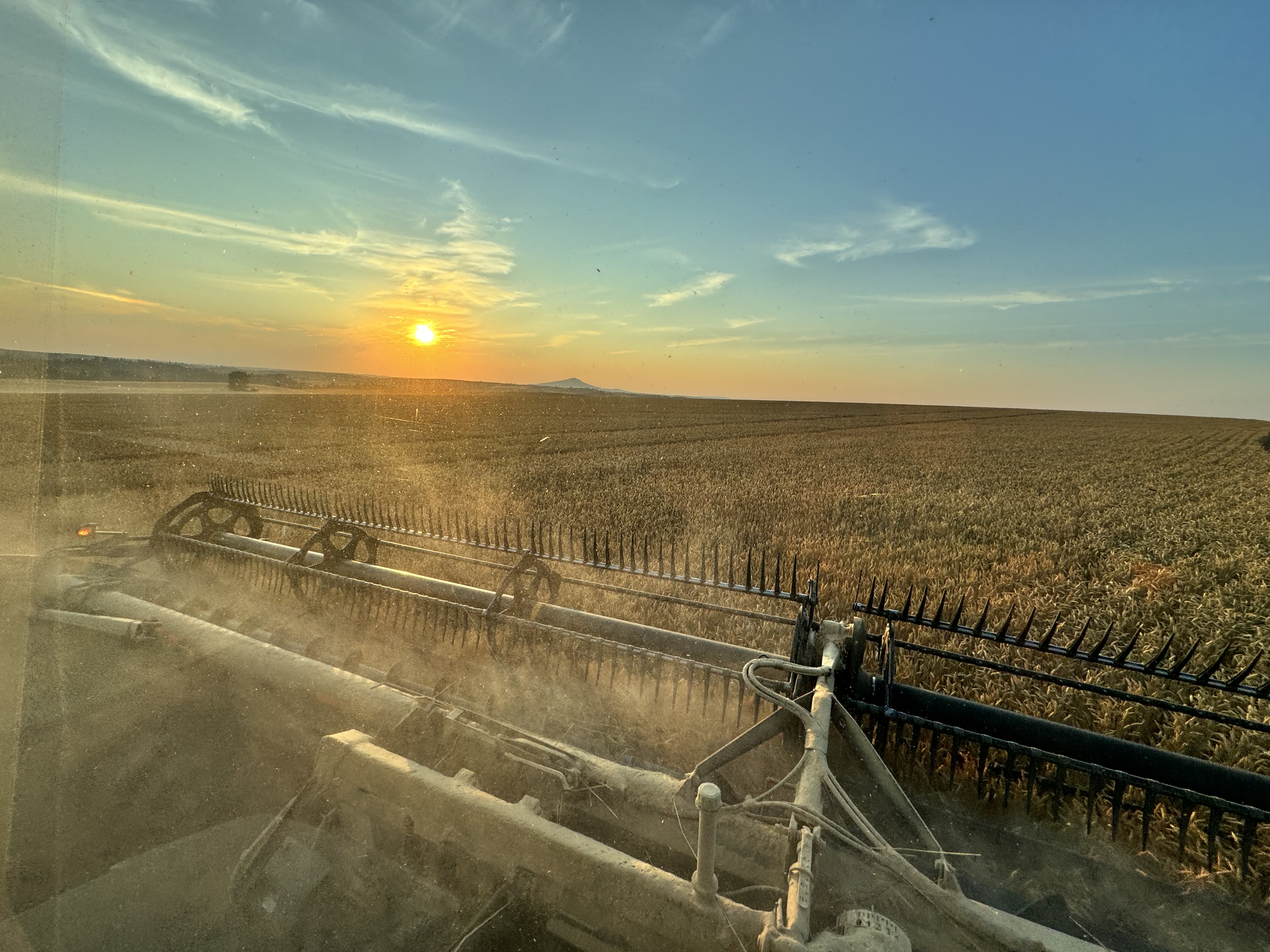 Close view of crop growth and soil in a farm field