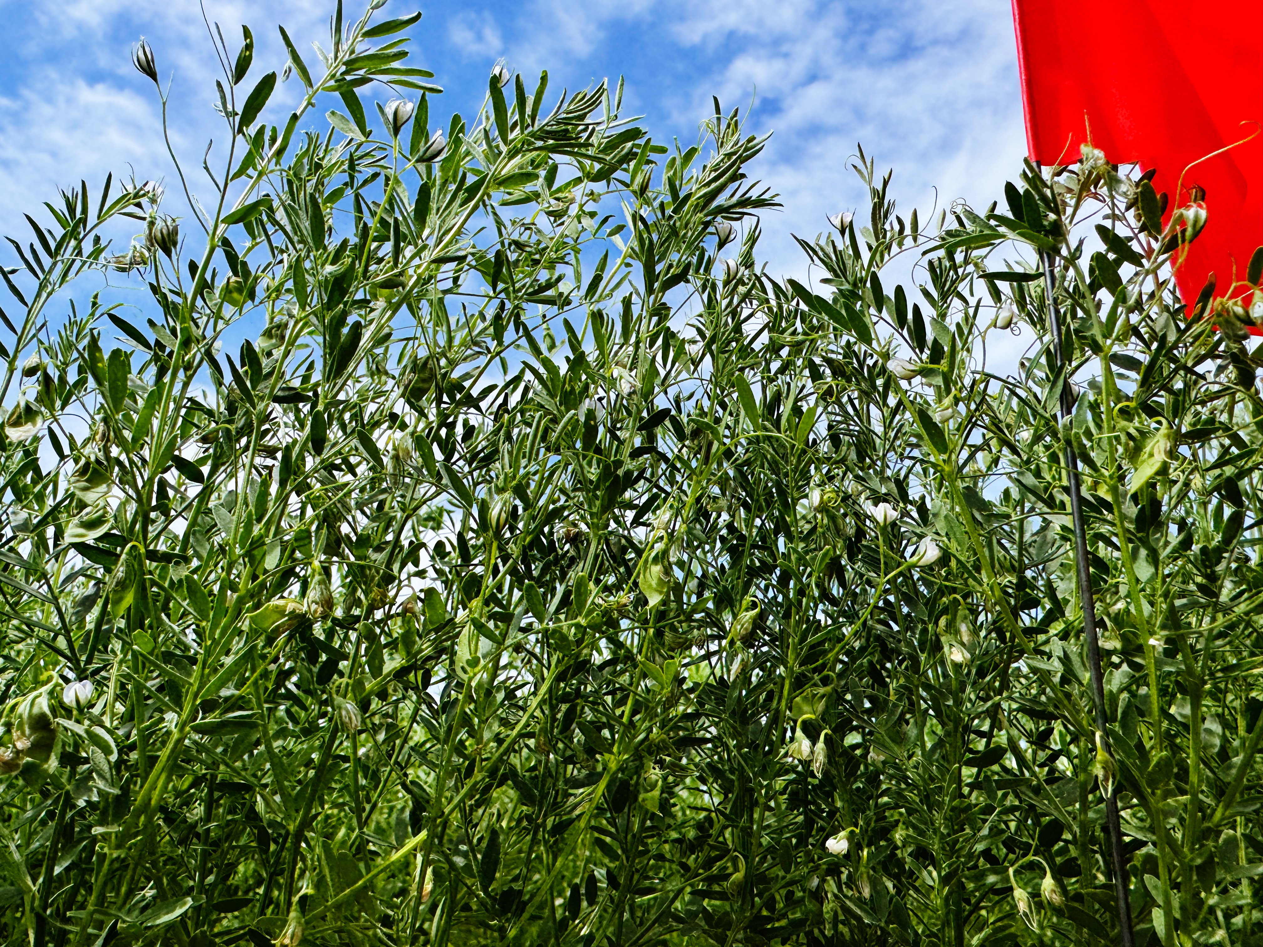 Lush Persian lentil fields at Nelson Farms during peak growing season in the Palouse